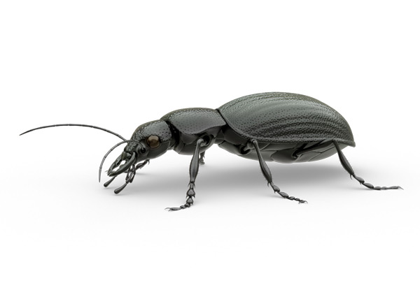 Ground-Beetle