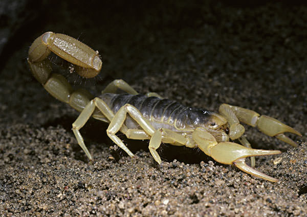 Scorpion-3